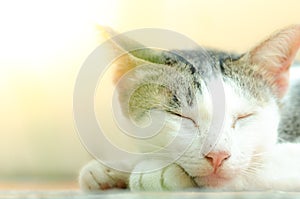 Close-up of cute cat sleeping and bright lighting photo