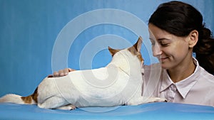 Close-up of cute chihuahua puppy dog licking nose glad owner, young woman. Blue background. The love of dog and man