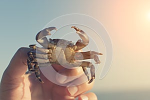 Close-up of cute children`s hands holding a sea crab on the beach by the sea. Happy children`s outdoor games in summer. The