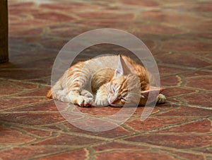 Close-up of a cute Chinese pastoral cat kitten sleeping