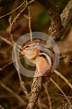 Close up of a cute chipmunk eating