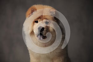 Close up of cute chow chow panting while standing