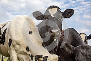 Close up of a cute cow in a group of cows, black and white and a blue sky