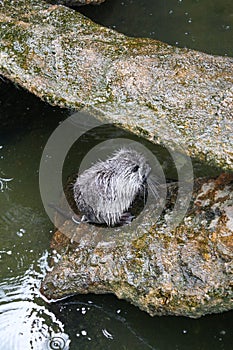 Close up of cute Coypu or Nutria or large rat or rodent in a pond
