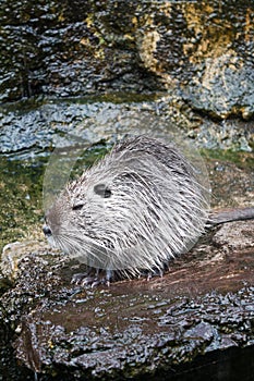 Close up of cute Coypu or Nutria or large rat or rodent sitting in a pond