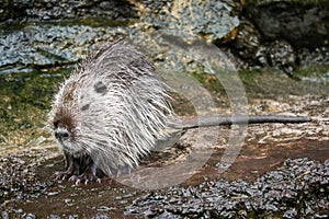Close up of cute Coypu or Nutria or large rat or rodent sitting in a pond