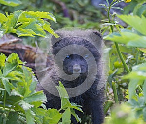 Close up cute cub of an arctic fox Alopex lagopus beringensis curious looking from bright green grass plants in summer in nature