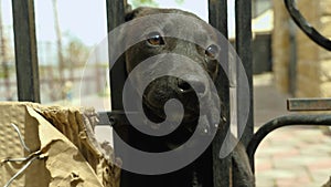 Close-up of a cute cuddly black puppy poking his head through the bars of a black lattice. Selective focus. A beautiful