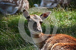 Close up of a cute deer.