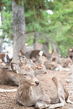 Close up Cute Deer sika in Nara Park. near Todaiji temple. there are full of deer in Nara park, a flock of deer. next to Mount Wak