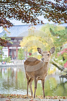 Close up Cute Deer sika in Nara Park. near Todaiji temple. there are full of deer in Nara park, a flock of deer. next to Mount Wak