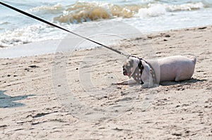 Roztomilý pes mopslík strach a strach voda more pláž při lidé zkusit na táhnout mopslík na hrát plavat na písek 