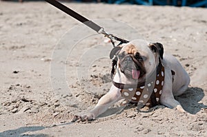 Close-up cute dog pug wink eye fear and afraid water sea beach when people try to pull pug to play swim on sand