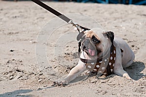 Close-up cute dog pug wink eye fear and afraid water sea beach when people try to pull pug to play swim on sand