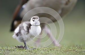 Close up of a cute Egyptian goose gosling