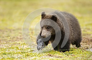Close up of cute Eurasian Brown bear cub crossing a swamp