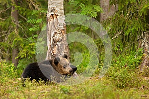 Close up of a cute Eurasian Brown bear cub in a forest in autumn