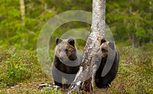 Close up of a cute Eurasian Brown bear cubs in a forest