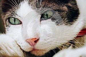 Close up cute face cat background, The cat is spellbound photo