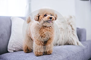 Close-up of a cute fluffy toy poodle standing on a gray sofa