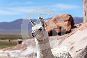 Close up of cute and funny Alpacas, Andes of Bolivia, South America