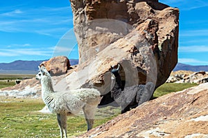 Close up of cute and funny Alpacas, Andes of Bolivia, South America