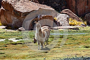 Close up of cute and funny Alpacas, Andes of Bolivia, South America