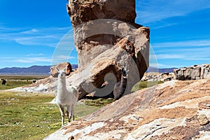 Close up of cute and funny Alpacas, Andes of Bolivia, South America