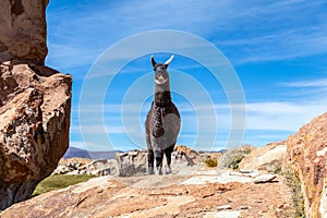 Close up of cute and funny Alpacas, Andes of Bolivia, South America