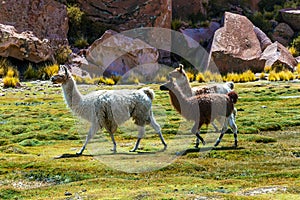 Close up of cute and funny Alpacas kept in herds that graze on the level heights of the Andes of Bolivia