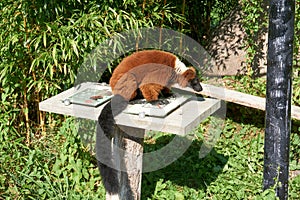 Close up of a cute furry lesser panda or red panda on a small white table  on a sunny day