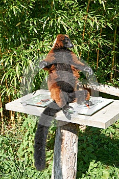 Close up of a cute furry lesser panda or red panda on a small white table  on a sunny day