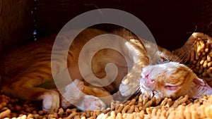 Close up of a cute ginger cat changing sleeping position