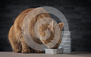 Close-up of a cute ginger cat eating from a food bowl.