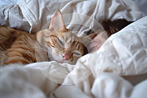 Close up of cute ginger cat sleeping with human in bed