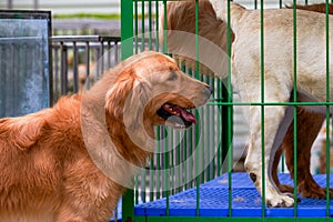 Close-up of a cute golden retriever in a pet shop