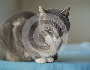 Close up cute gray Somali cat sitting huddled on blue table with