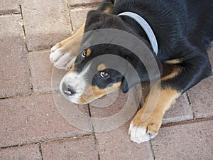 Close up cute greater swiss mountain dog puppy portrait lying on