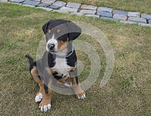 Close up cute greater swiss mountain dog puppy portrait sitting