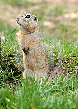 Close-up of a cute ground squirrel in Slovakia