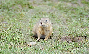 Close-up of a cute ground squirrel in Slovakia