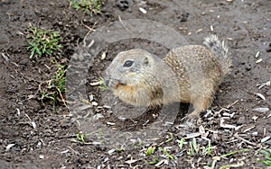 Close-up of a cute ground squirrel in Slovakia