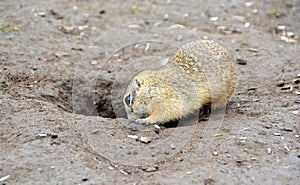 Close-up of a cute ground squirrel in Slovakia