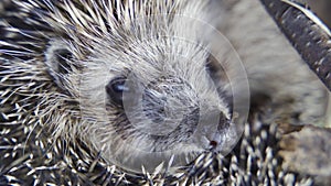 Close-up cute hedgehog in garden curled up and sniffs