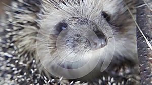 Close-up cute hedgehog in garden curled up and sniffs