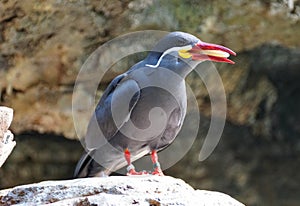 Close up of a cute Inca Tern, a grey bird with white whiskers with food in its beak