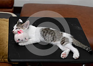 Close up Cute Kitten Lie Down with Rabbit Doll