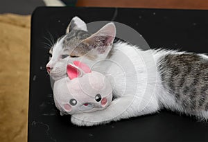 Close up Cute Kitten Lie Down with Rabbit Doll