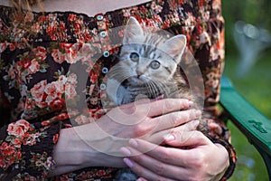 Close up of a cute kitty-cat in the woman`s hands