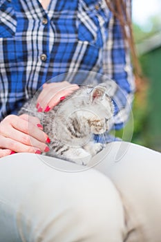 Close up of a cute kitty-cat in the woman`s hands